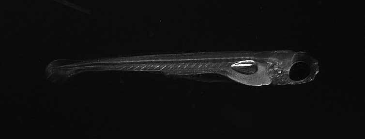 Image en noir et blanc d'une larve de poisson zèbre.