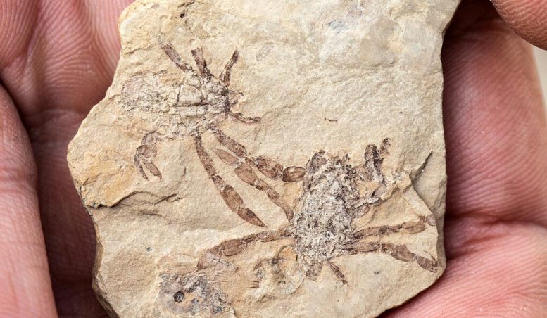 Crabe fossile Callichimaera perplexa
