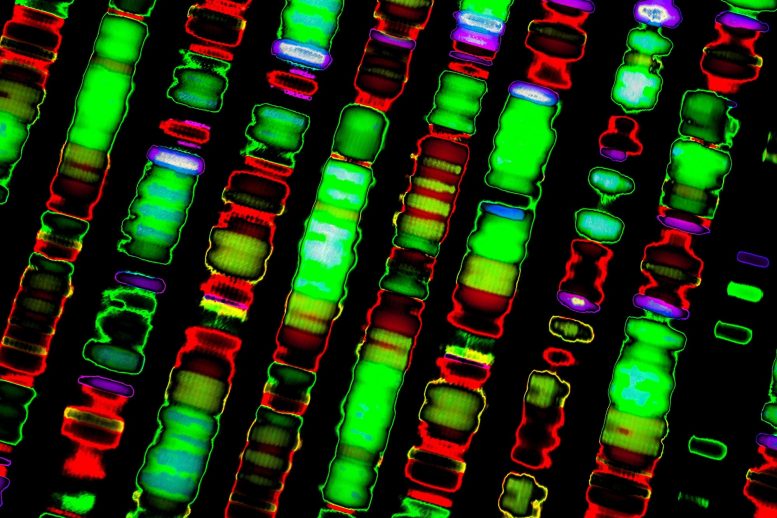 Séquence génétique de l'ADN