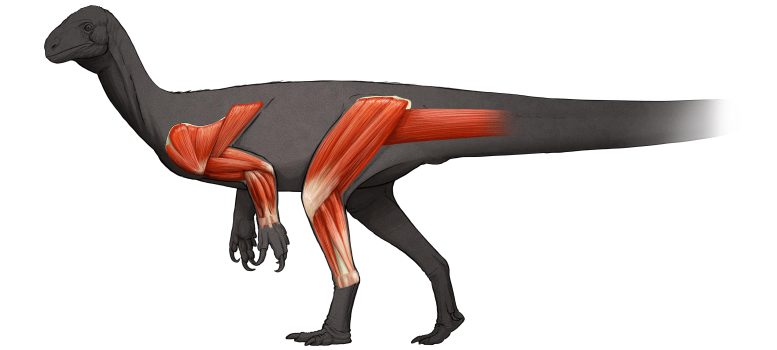 Muscles des membres Thecodontosaurus antiquus