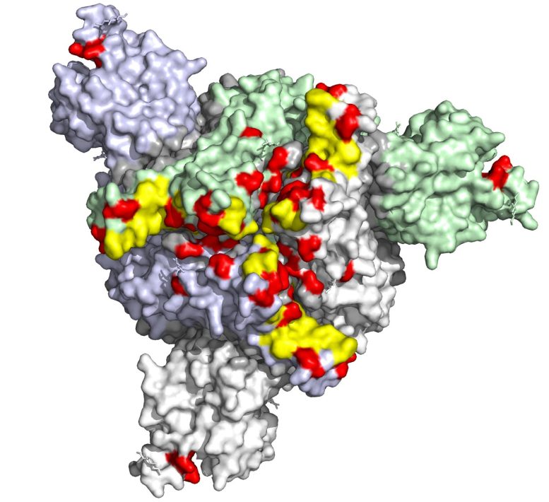 Protéine de pointe de la variante Omicron de COVID