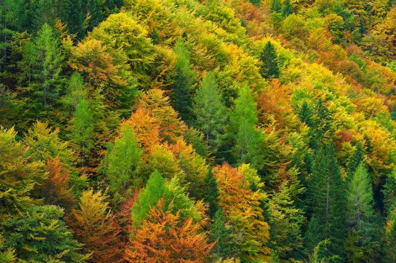 Forêt mixte de conifères, Val Saisera, Alpes juliennes italiennes, Italie.
