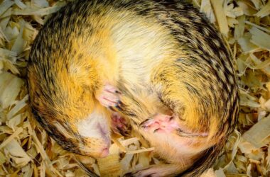 Les microbes aident les animaux hibernants à recycler les nutriments et à conserver leurs muscles pendant l'hiver