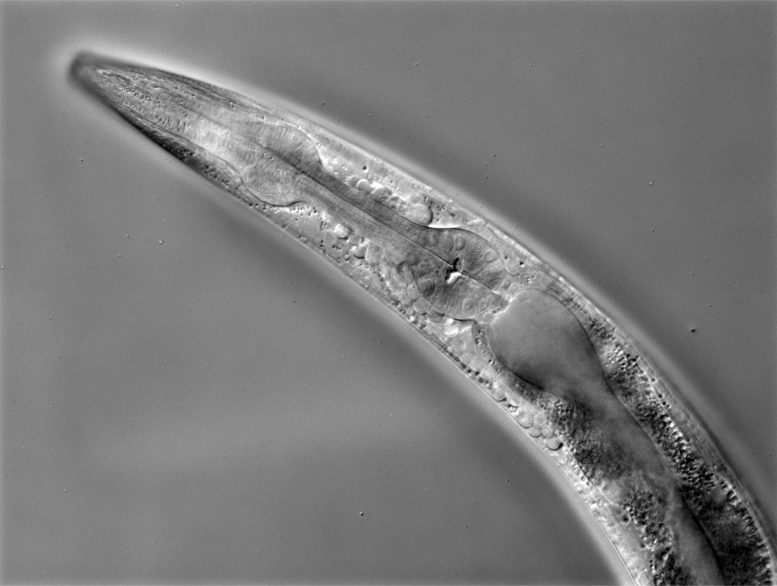 Microscope haute résolution pour C elegans