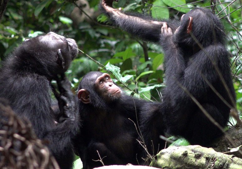Trois chimpanzés vivent dans le parc national de Loango au Gabon