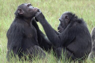 Des chimpanzés observés en train d'appliquer des insectes sur des plaies - un cas potentiel de médication ?