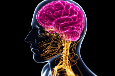 Head Central Nervous System