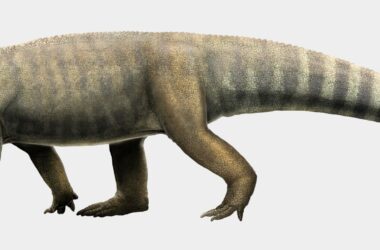 Des fossiles d'archosaures du Trias exhumés dans les années 1960 ajoutent un chaînon manquant à l'évolution des crocodiles