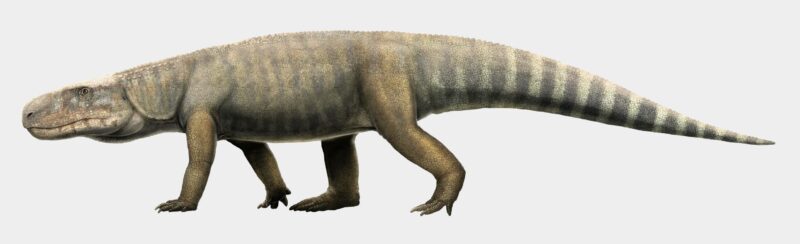 Des fossiles d'archosaures du Trias exhumés dans les années 1960 ajoutent un chaînon manquant à l'évolution des crocodiles