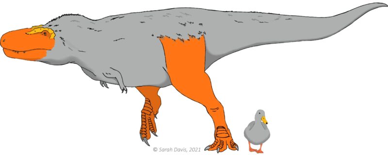 Les visages et les pieds des dinosaures auraient été colorés de façon vive