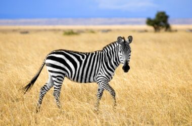 Zebra Photo