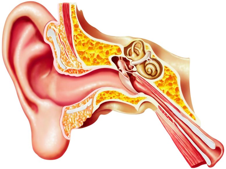 Anatomie de l'oreille humaine