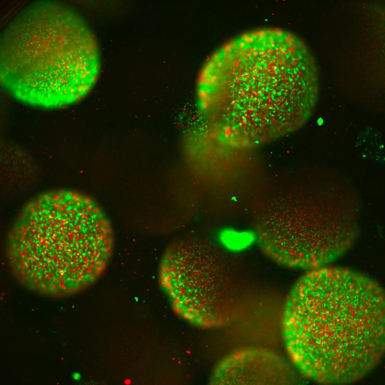 Des microbes lumineux dans des sphères vertes