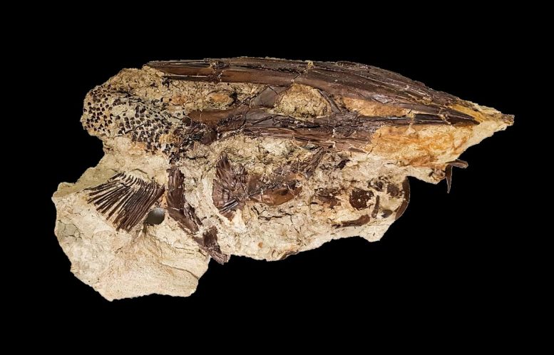 Poisson-spatule fossile Tanis