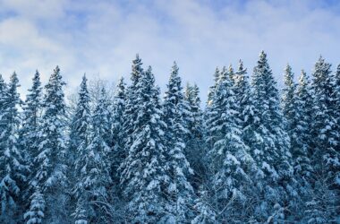 Winter Boreal Forest