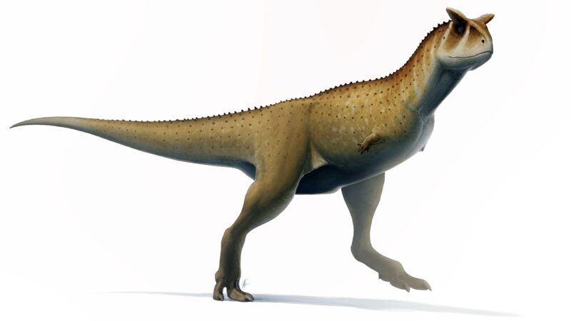 Sans bras, mais pas inoffensif : Une nouvelle espèce de dinosaure bizarre a été découverte en Argentine.