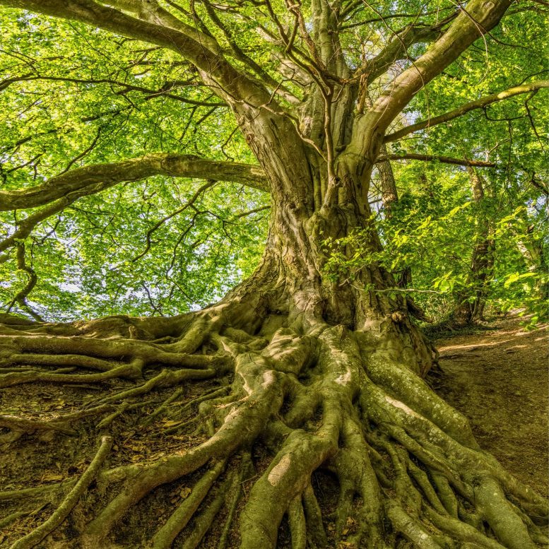 Les racines des grands arbres