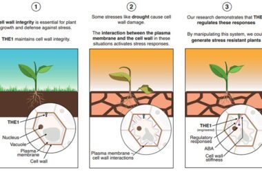 How Plants Adapt to Drought