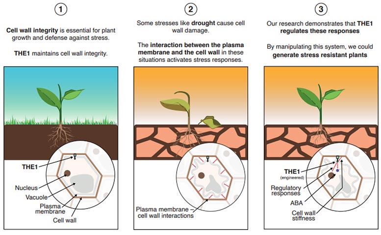 Comment les plantes s'adaptent à la sécheresse