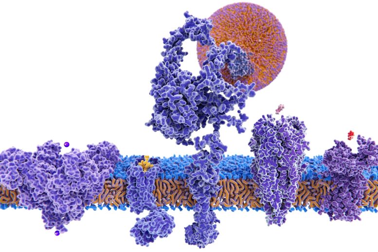 Variété de structures des protéines membranaires
