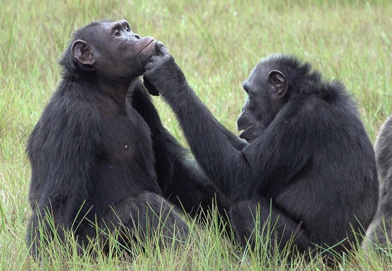 Des chimpanzés au Gabon appliquent des insectes sur leurs blessures.