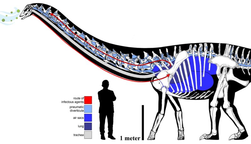 Des scientifiques découvrent la première preuve d'une infection respiratoire chez un dinosaure