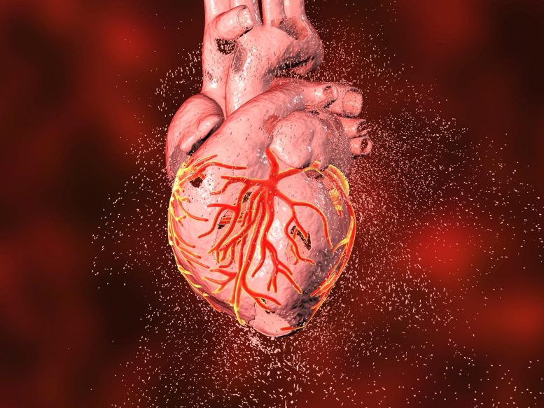 Illustration de la destruction des lésions cardiaques