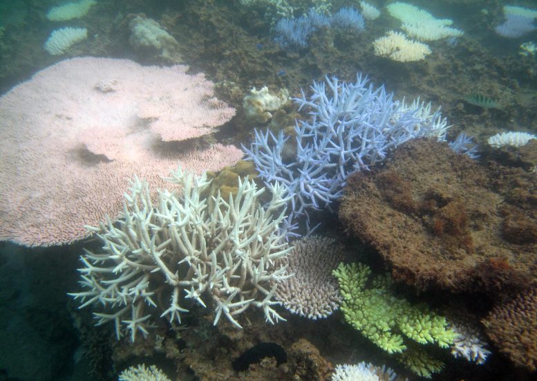 Blanchiment du corail à Okinawa, Japon