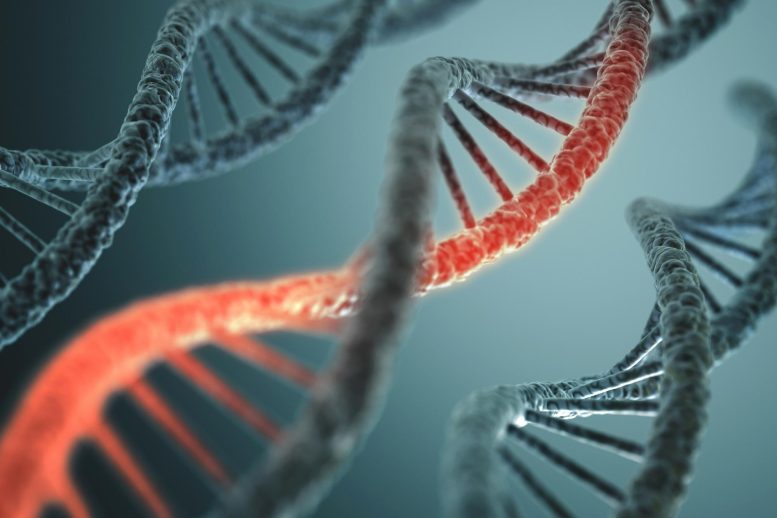 Illustration du changement de structure de l'ADN