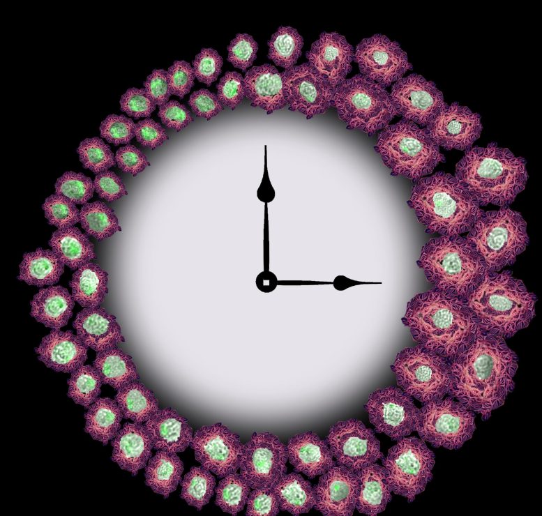 Horloge des macrophages