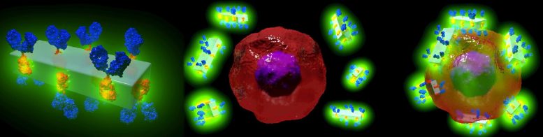 Des cristaux d'anticorps MOF à la recherche de cellules cancéreuses