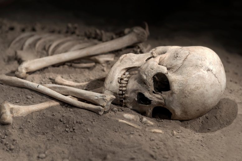 Archéologie du squelette du crâne