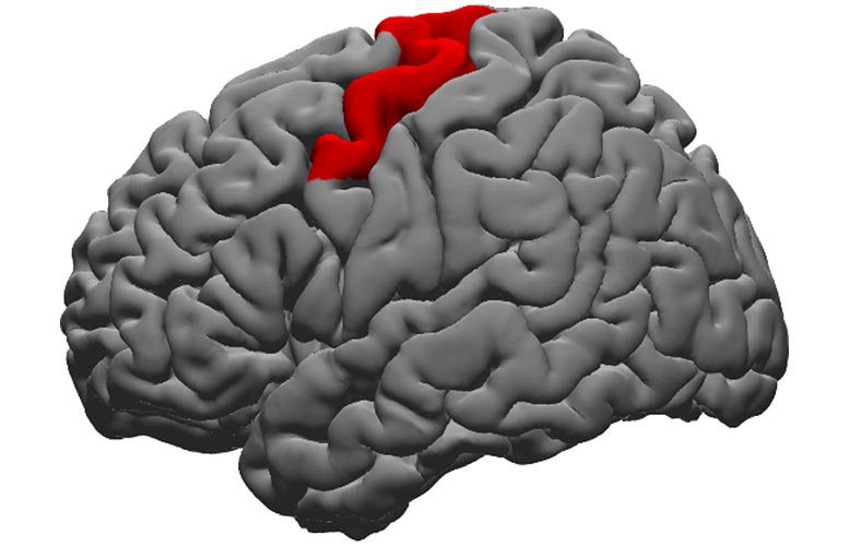 Gyrus dorsal précentral du cerveau