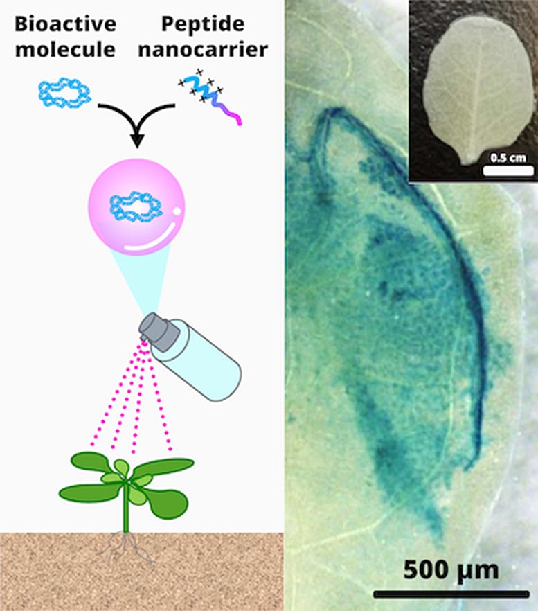 Modifying Gene Expression in Plants With Spray