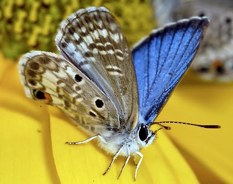Papillon bleu de Miami (Cyclargus thomasi bethunebakeri)