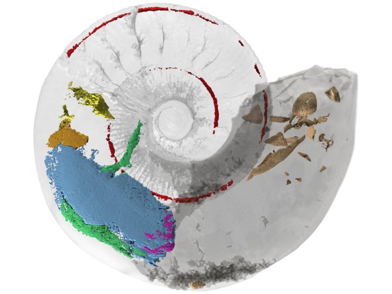 Modèle 3D d'ammonite