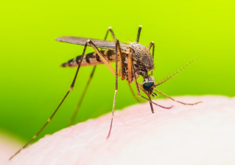 Moustique du virus Zika
