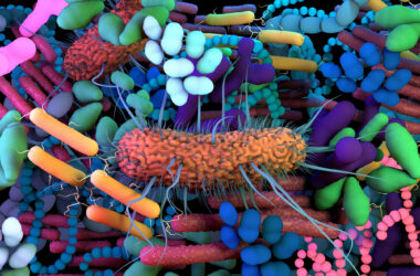 Human Gut Microbiome Bacteria Cells