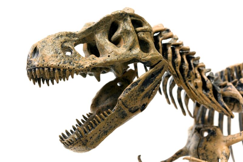 Tyrannosaurus Rex Skeleton