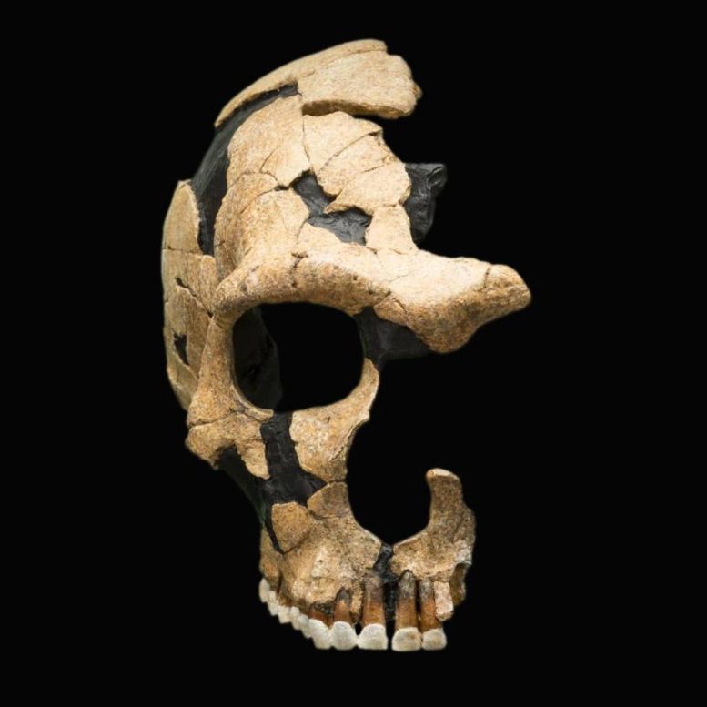 Crâne de Néandertalien de Saint Césaire