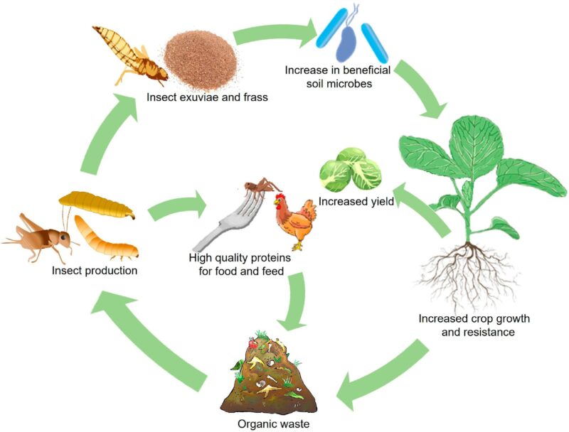 Écologiste végétal : Nous devrions manger plus d'insectes et utiliser leurs déchets pour faire pousser des cultures