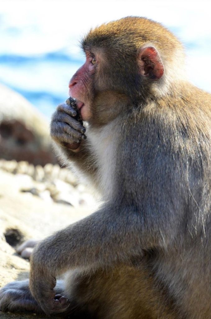 Macaques de l'île de Koshima mangeant des patelles.