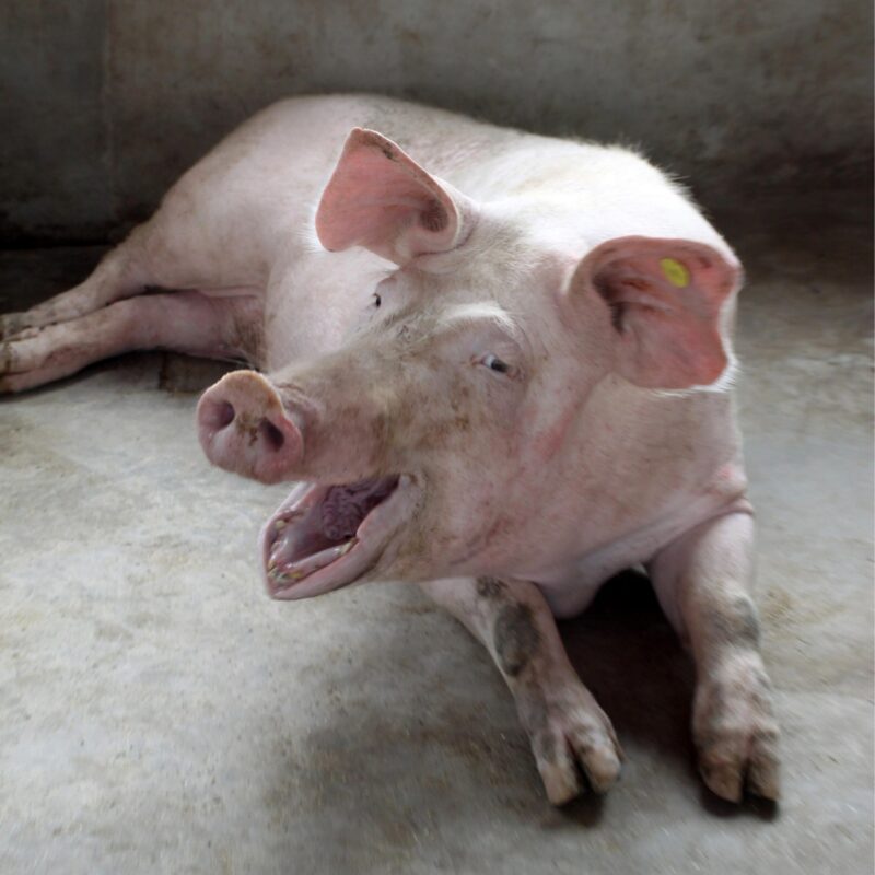 Les scientifiques peuvent maintenant décoder les émotions des cochons à partir du son de leurs grognements.