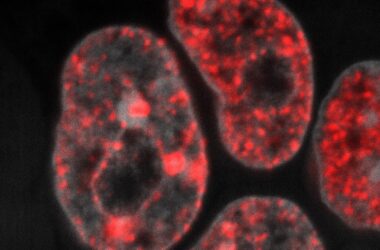 DNA Replication in Mouse Embryonic Stem Cells