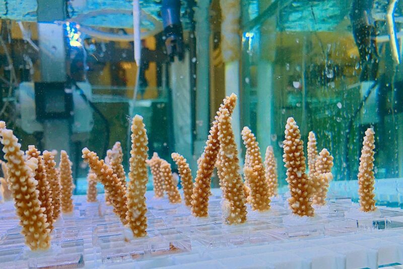Les coraux peuvent être "entraînés" à tolérer le stress thermique dû au changement climatique