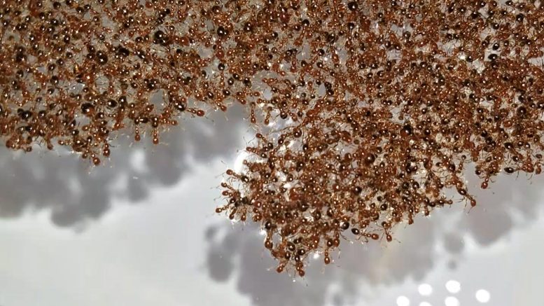 Radeau de fourmis de feu en gros plan