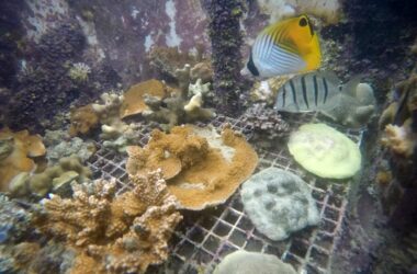 Hawaiian Corals Show Surprising Resilience to Warming Oceans