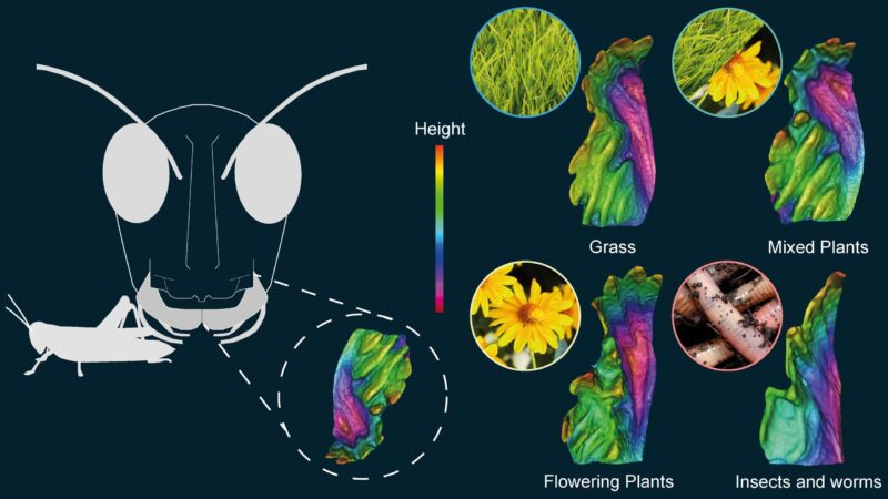 Que mangent les sauterelles ? Des similitudes étonnantes ont été découvertes entre la bouche des sauterelles et les dents des mammifères.