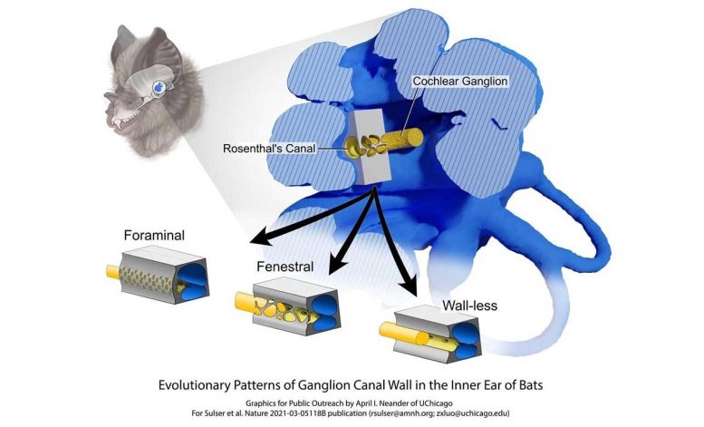 Evolutionary Patterns Ganglion Canal Wall Bat Inner Ear