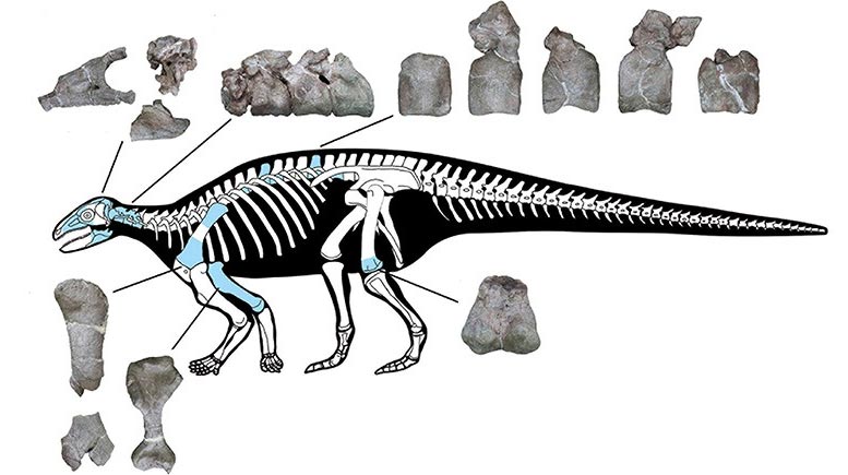 Nouveau squelette blindé d'un dinosaure d'Asie